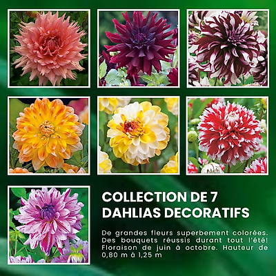 SUPER COLLECTION DAHLIAS DECORATIFS - 7 BULBES