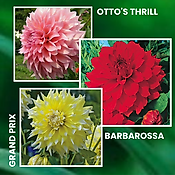 OFFRE DAHLIAS GEANTS - 3 BULBES