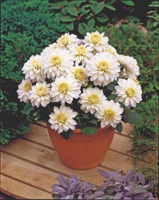 DAHLIA ART FAIR - 2 BULBES