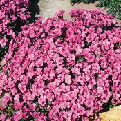 AUBRIETIAS PLANTE VIVACE - ROSE 3 GODETS