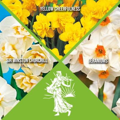 OFFRE 15 NARCISSES ORIGINAUX