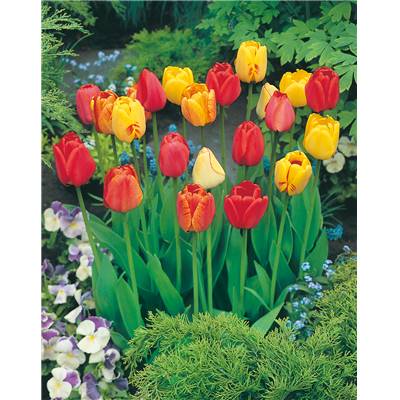 COLLECTION 40 TULIPES DARWIN