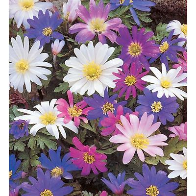 ANEMONE BLANDA - 20 BULBES