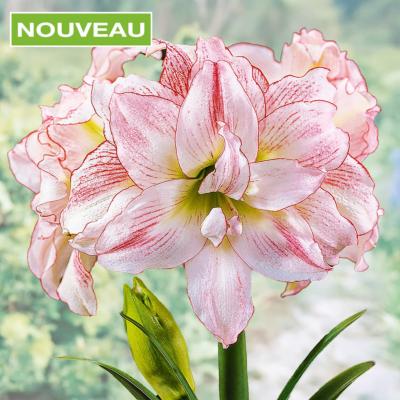 AMARYLLIS APHRODITE DOUBLE  - 1 BULBE