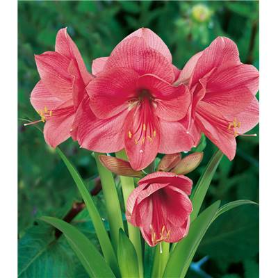 AMARYLLIS ROSE - 1 BULBE