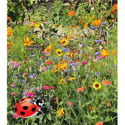 FLEURS POUR COCCINELLES - 10 G