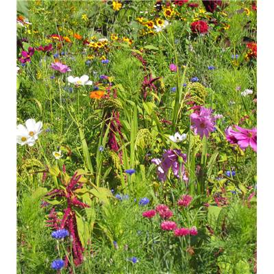 FLEURS POUR OISEAUX - 10 G