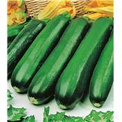 COURGETTE PIXAR HF1 - 3 G