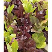 MESCLUN - 3 G