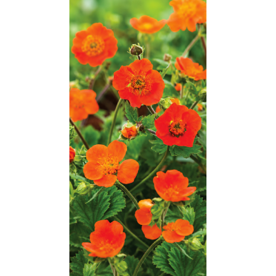 GEUM KOI - LOT DE 3 GODETS