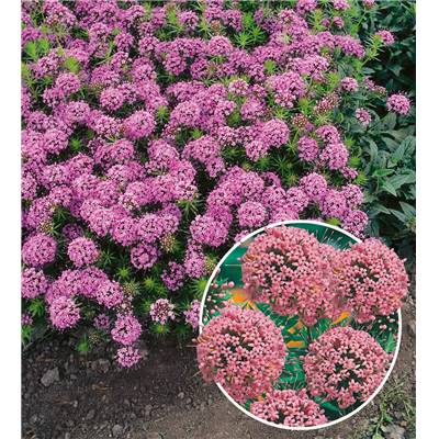 CRUCIANELLA STYLOSA - 3 GODETS - Red ping pong.