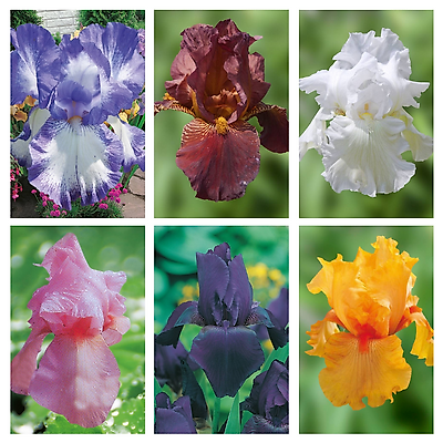 OFFRE 6 IRIS DES JARDINS