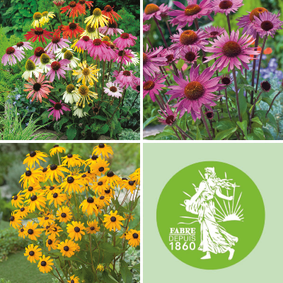 OFFRE FABRE : LOT DE 6 MARGUERITES 