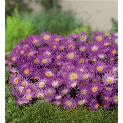 DELOSPERMA - WHEEL OF WONDER - violet -  PLANTE VIVACE - 3 GODETS