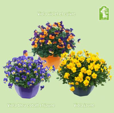 OFFRE SPECIALE 9 VIOLAS SORBET