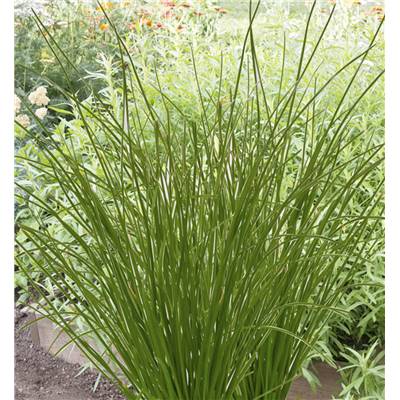 CIBOULETTE APPETIT - LOT DE 2 PLANTES