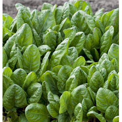 OSEILLE - LOT DE 2 PLANTES