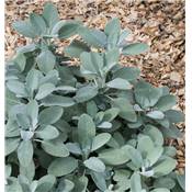 SAUGE OFFICINALE - LOT DE 2 PLANTES