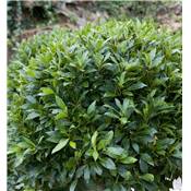 LAURIER SAUCE - LOT DE 2 PLANTES