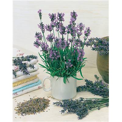 LAVANDE - LOT DE 2 PLANTES
