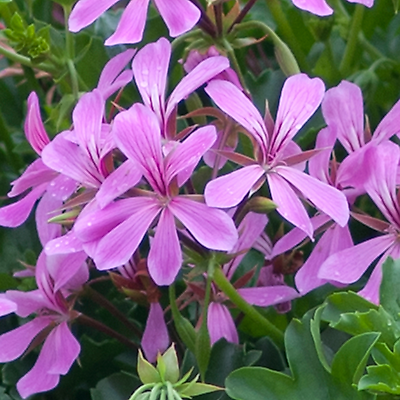 GERANIUM CASCADE LIERRE - MAUVE 3 GODETS 