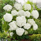 HORTENSIA ANNABELLE - LE GODET