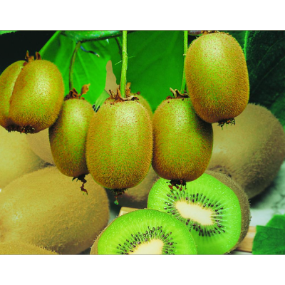 KIWI AUTOFERTILE JENNY