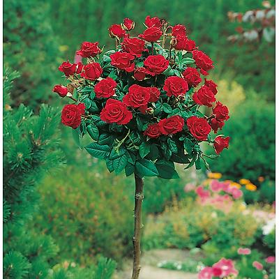 ROSIER TIGE DAME DE COEUR - LE ROSIER