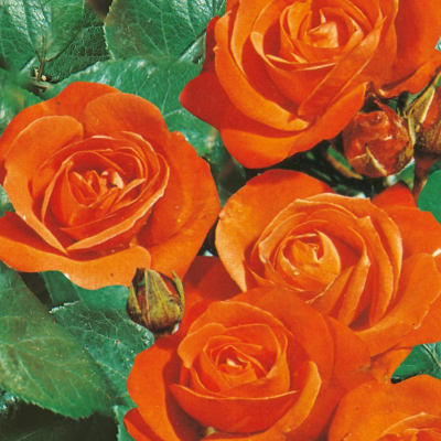 ROSIER ORANGE SENSATION - 3 ROSIERS