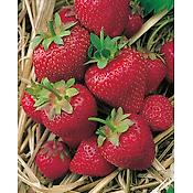 FRAISIER GORELLA - 20 PLANTS
