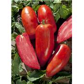 TOMATE BELLANDINE HF1 - 15 SEMENCES
