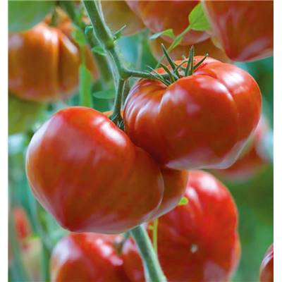 TOMATE GOURMANDIA HF1 - 15 SEMENCES