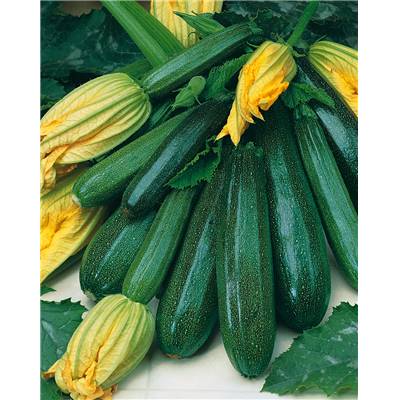 COURGETTE NON COUREUSE DES MARAICHERE BIO - 5 G