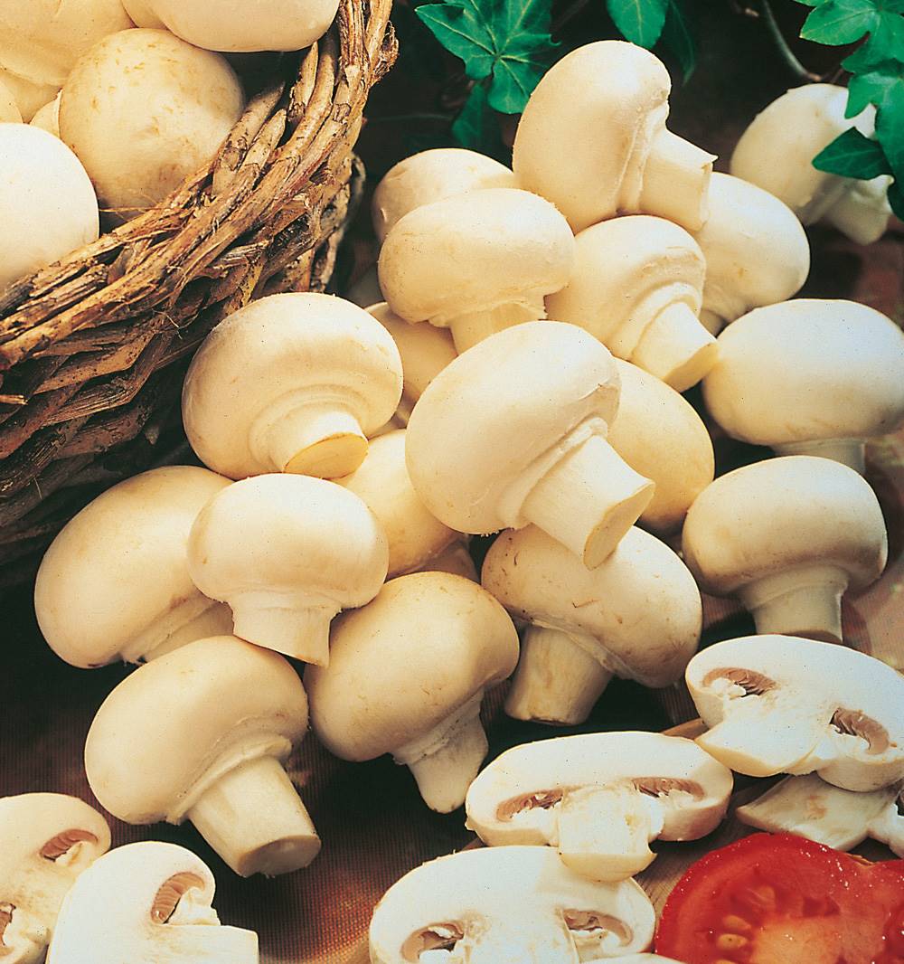 CHAMPIGNONS BLANCS DE PARIS - LE KIT - Potager