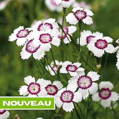 OEILLET DELTOIDES NIPPON - 0.5 G