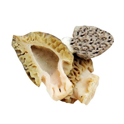 MORILLES EXTRA - BOÎTE DE 25 G