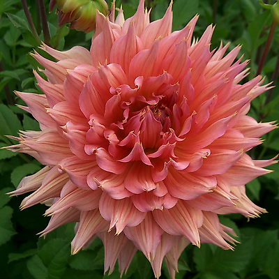 DAHLIA DECORATIF OMEGA - 1 BULBE