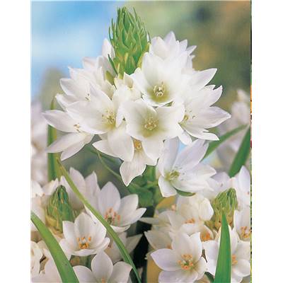 ORNITHOGALUM THYRSOÏDES