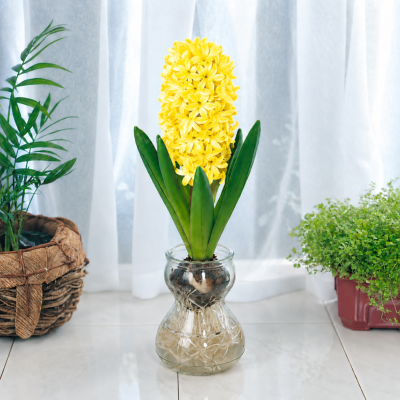 PACK JACINTHE JACINTHE CITY OF HARLEM + 1 VASE