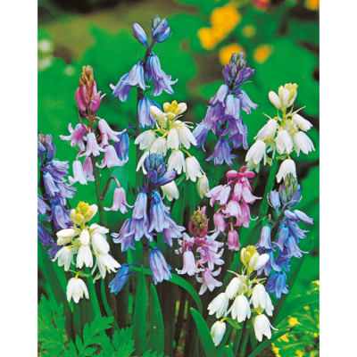JACINTHE DES BOIS - 15 BULBES - Vivaces.