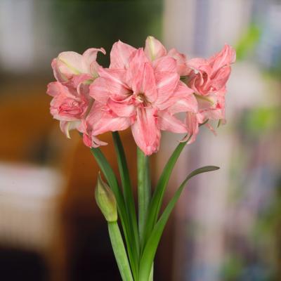 AMARYLLIS LADY JANE  - LE BULBE