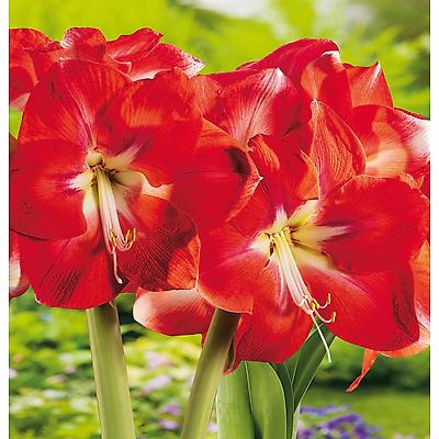 AMARYLLIS ROUGE  - 1 BULBE