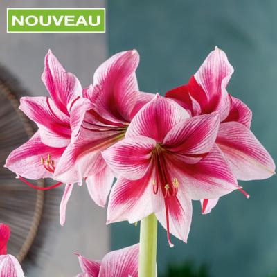AMARYLLIS GERVASE GALAXY  - 1 BULBE