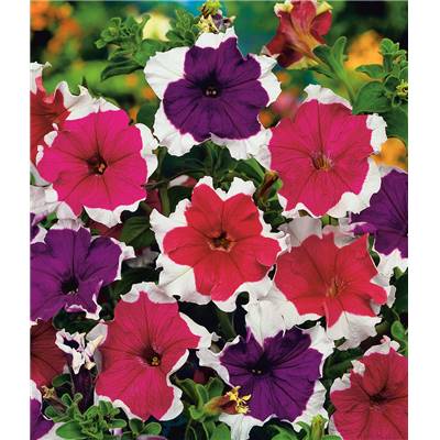 PETUNIA A BORD BLANC - 150 GRAINES