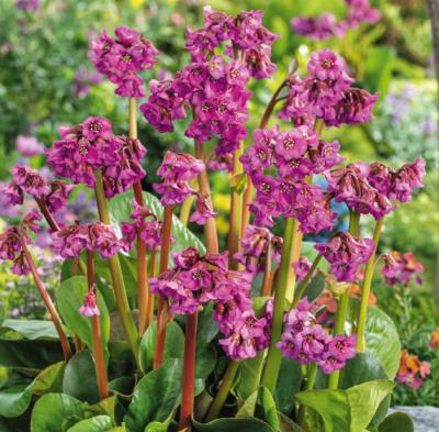 BERGENIA ABENDGLUT "EVENING GLOW" - 3 GODETS