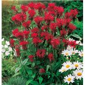 MONARDE ROUGE  - 3 GODETS