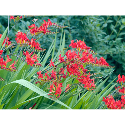 CROCOSMIA MASONORUM RED - 3 GODETS