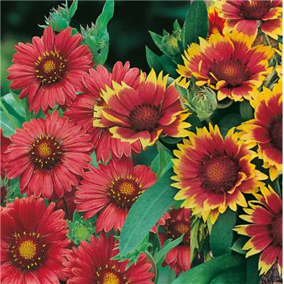 OFFRE SPECIALE 6 GAILLARDES NAINES
