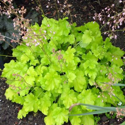 HEUCHÉRA MICRANTHA LIME MARMELADE - LE POT