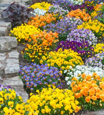 MELANGE SORBET DE 12 VIOLAS CORNUTA 